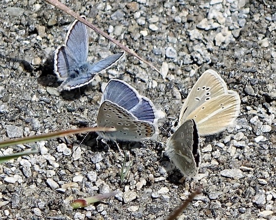 Idas blue